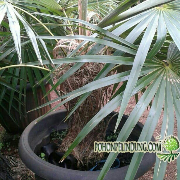 jual pohon palem jenggot