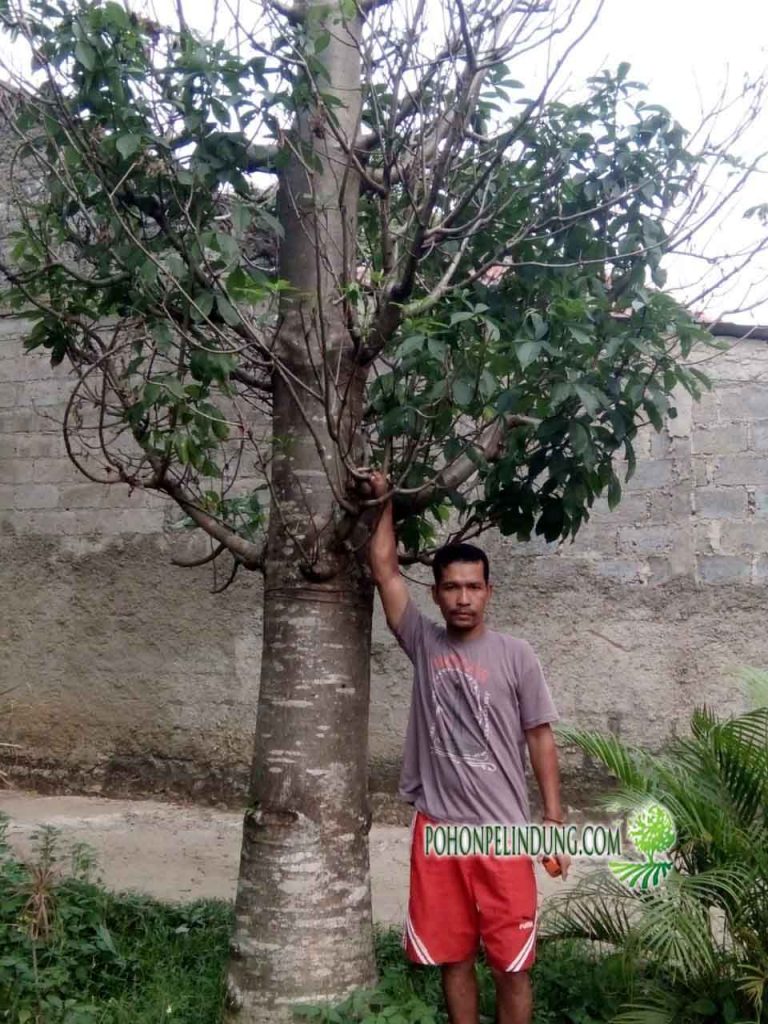 harga pohon baobap