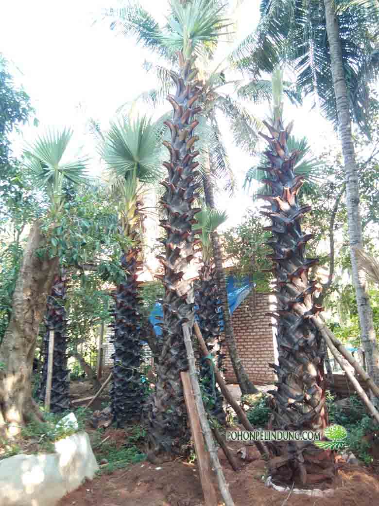 harga pohon lotar