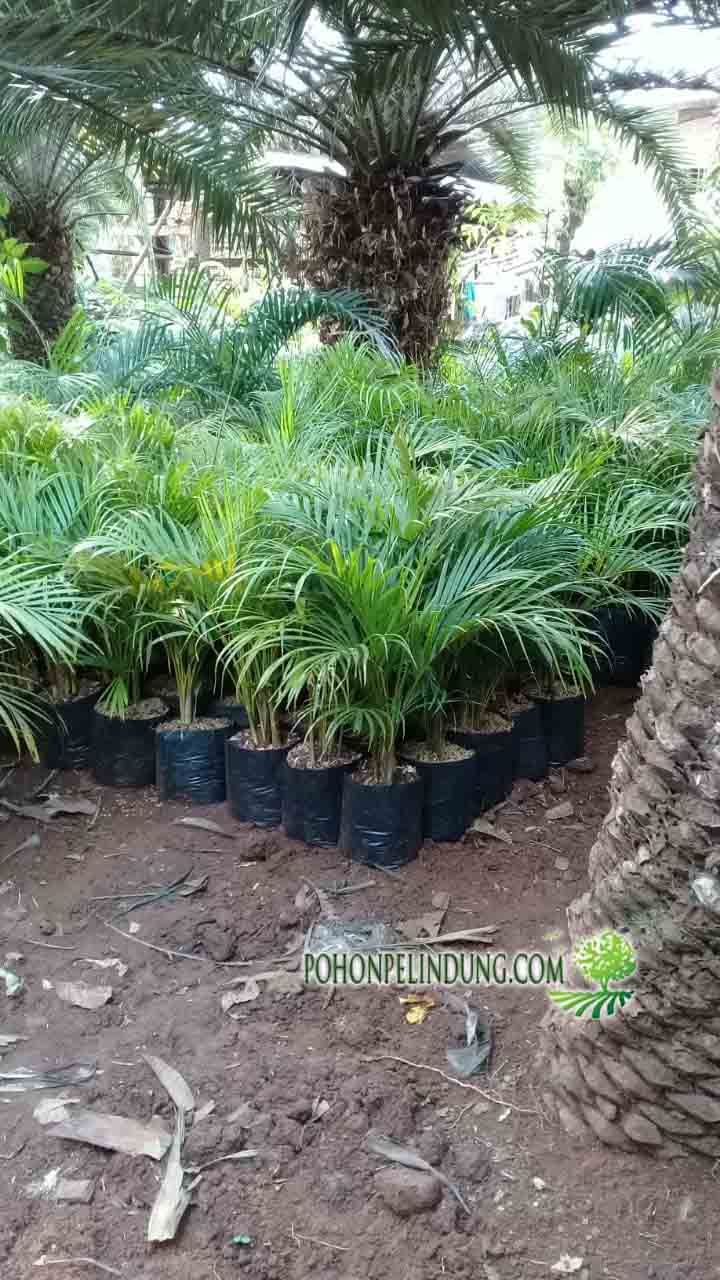 harga pohon palem kuning