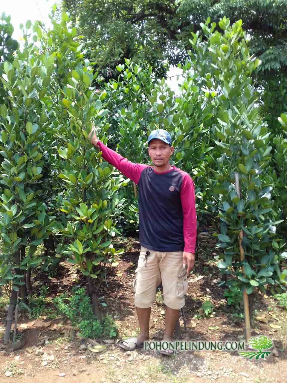 jual pohon garsenia