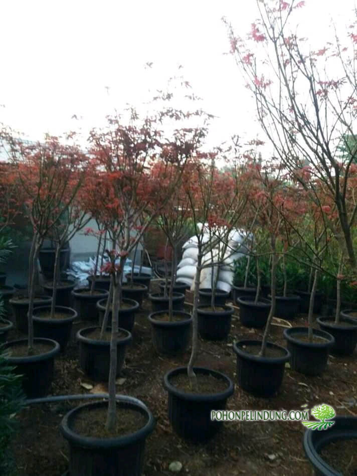 jual pohon red maple