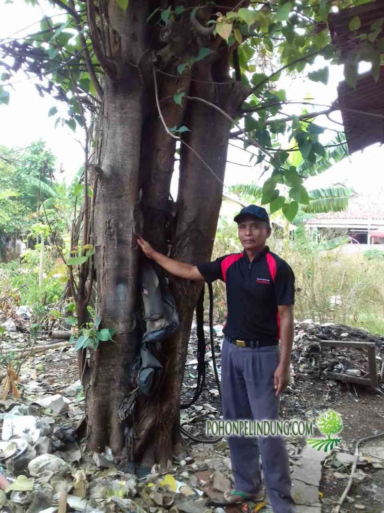 penjual pohon bodhi