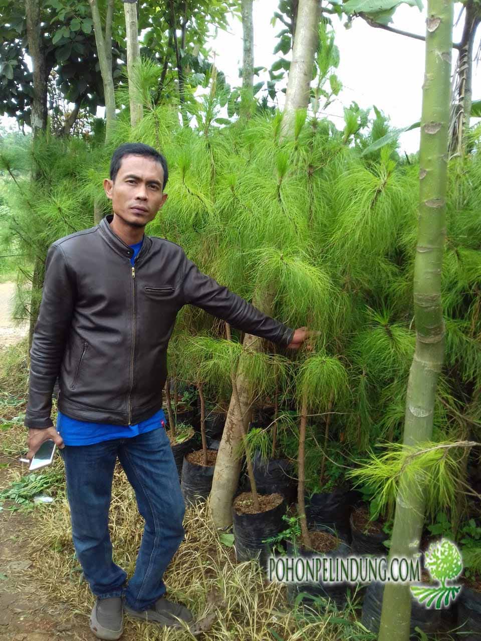petani pohon cemara pinus