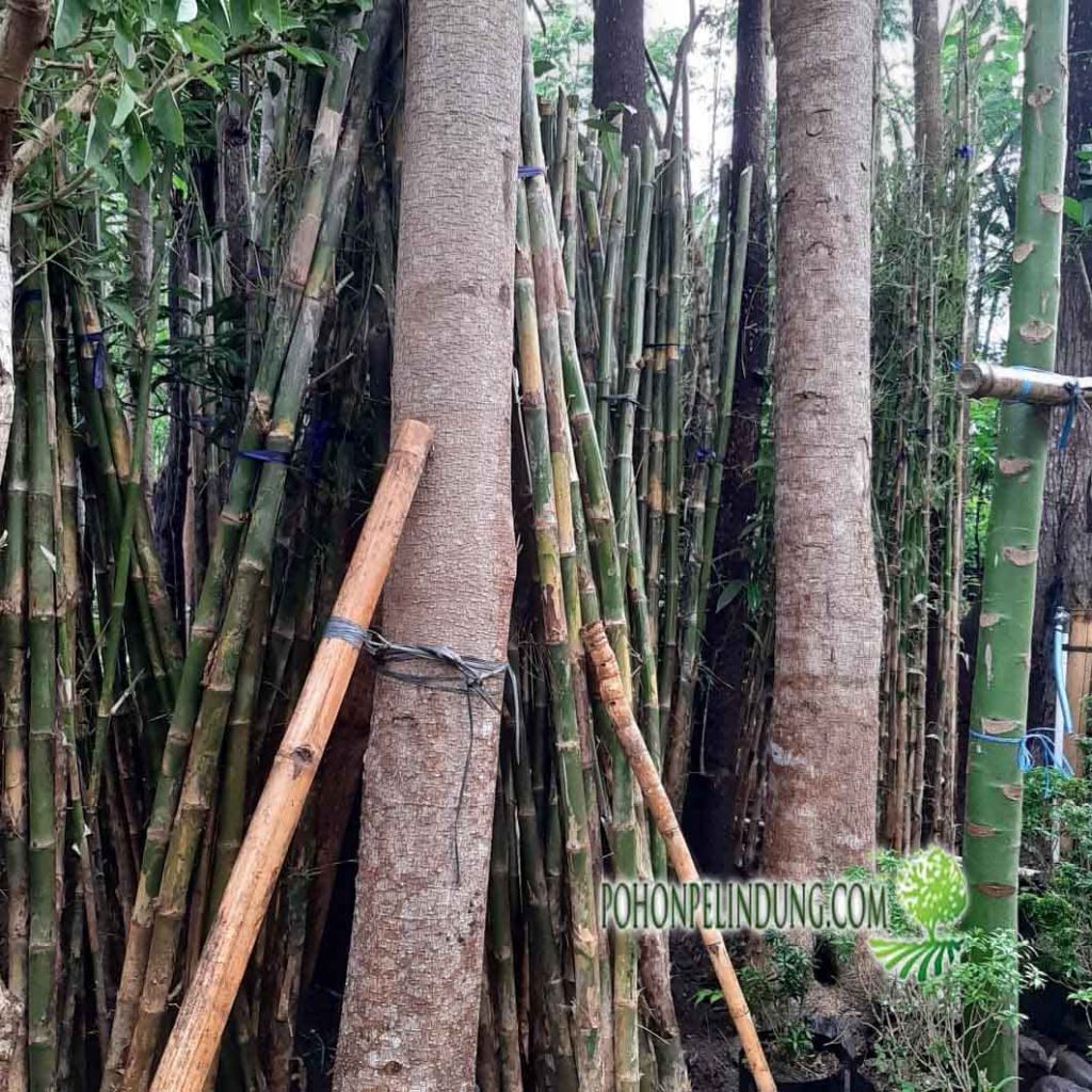 jual pohon bambu jepang