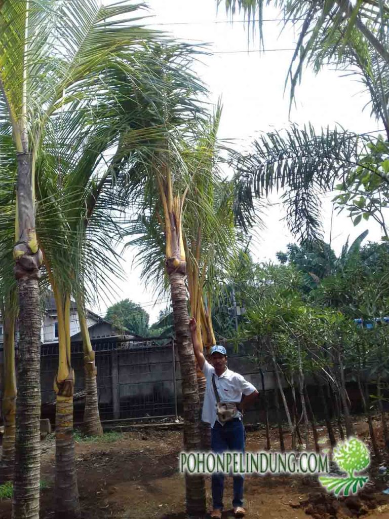 jual pohon kelapa kuning
